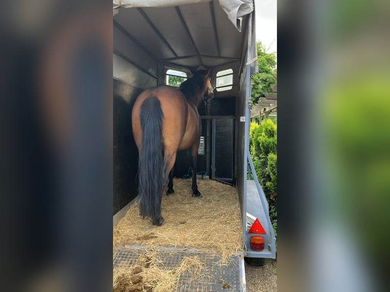 Andalusiër Mix Merrie 12 Jaar 145 cm Bruin in Langenfeld