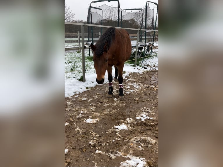 Andalusiër Mix Merrie 12 Jaar 145 cm Bruin in Langenfeld