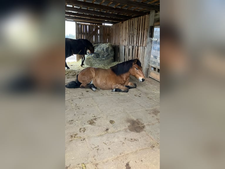 Andalusiër Mix Merrie 12 Jaar 145 cm Bruin in Langenfeld