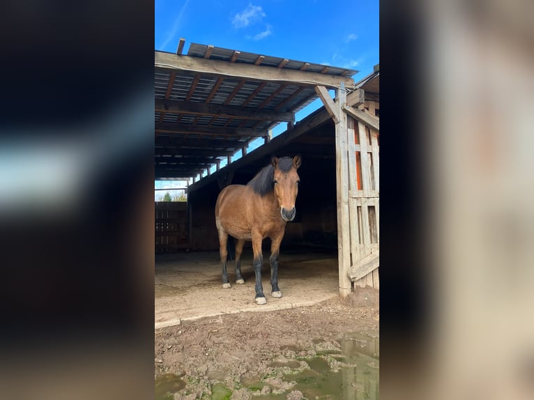 Andalusiër Mix Merrie 12 Jaar 145 cm Bruin in Langenfeld