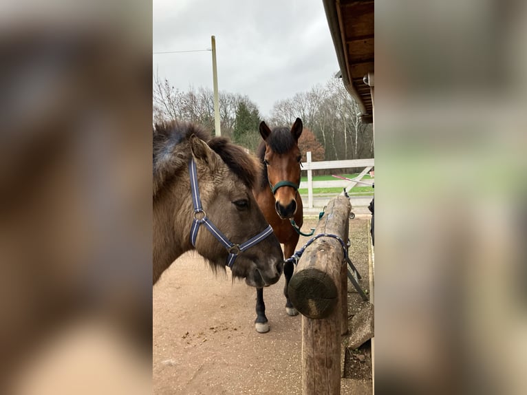 Andalusiër Mix Merrie 12 Jaar 145 cm Bruin in Langenfeld