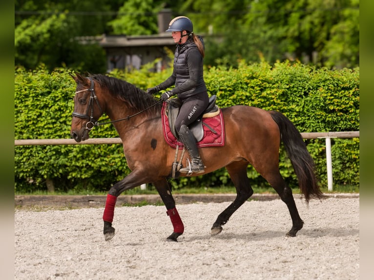 Andalusiër Merrie 12 Jaar 150 cm Bruin in Neustadt (Wied)