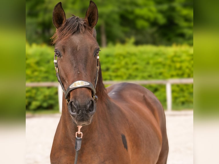 Andalusiër Merrie 12 Jaar 150 cm Bruin in Neustadt (Wied)