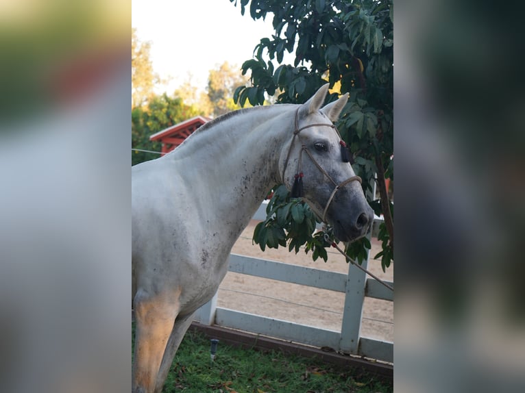 Andalusiër Merrie 12 Jaar 152 cm Schimmel in Corona, CA