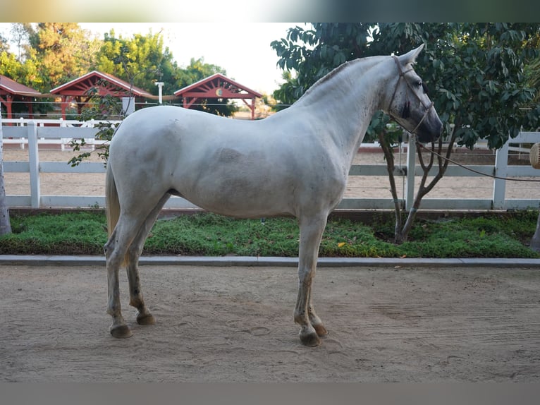 Andalusiër Merrie 12 Jaar 152 cm Schimmel in Corona, CA