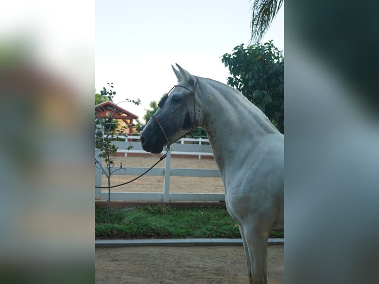 Andalusiër Merrie 12 Jaar 152 cm Schimmel in Corona, CA