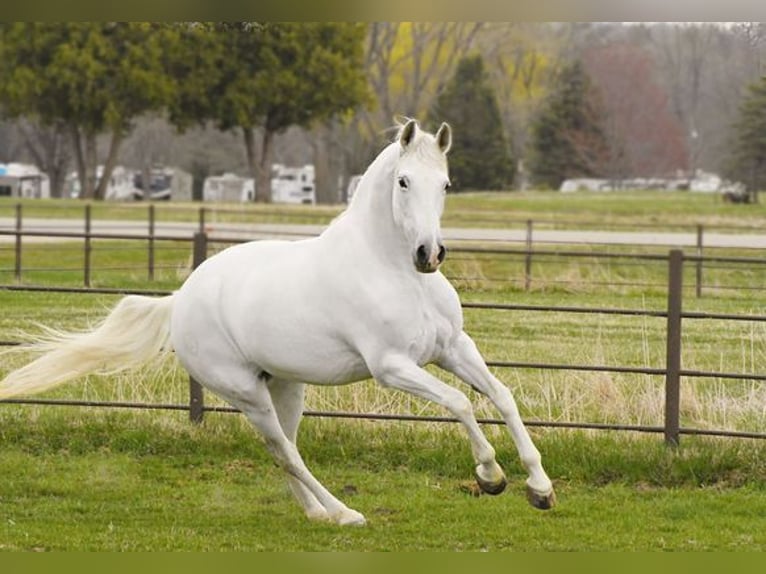 Andalusiër Merrie 12 Jaar 152 cm Wit in Aberdeen