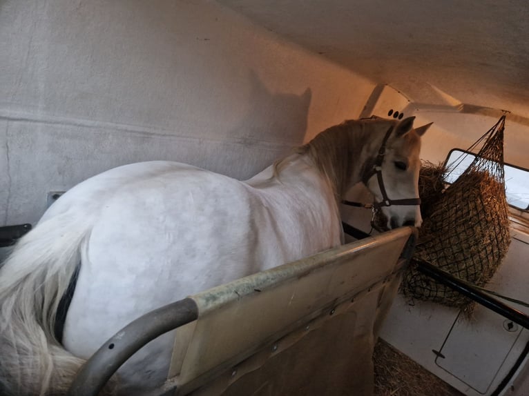 Andalusiër Merrie 12 Jaar 155 cm Schimmel in Glauchau