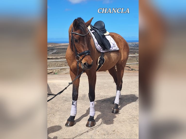 Andalusiër Merrie 12 Jaar 159 cm Bruin in Fuerteventura