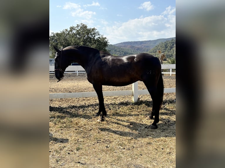 Andalusiër Merrie 12 Jaar 163 cm Zwart in Sentmenat