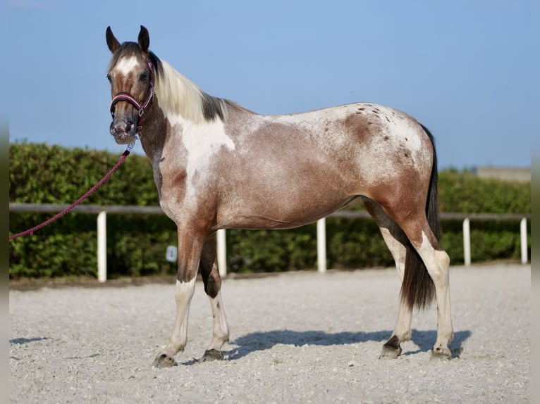 Andalusiër Merrie 13 Jaar 148 cm Red Dun in Neustadt (Wied)