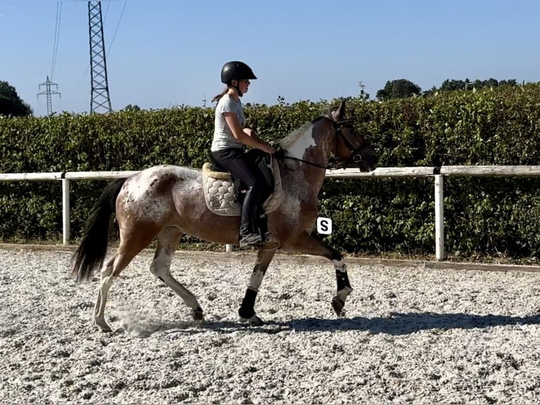 Andalusiër Merrie 13 Jaar 148 cm Red Dun in Neustadt (Wied)