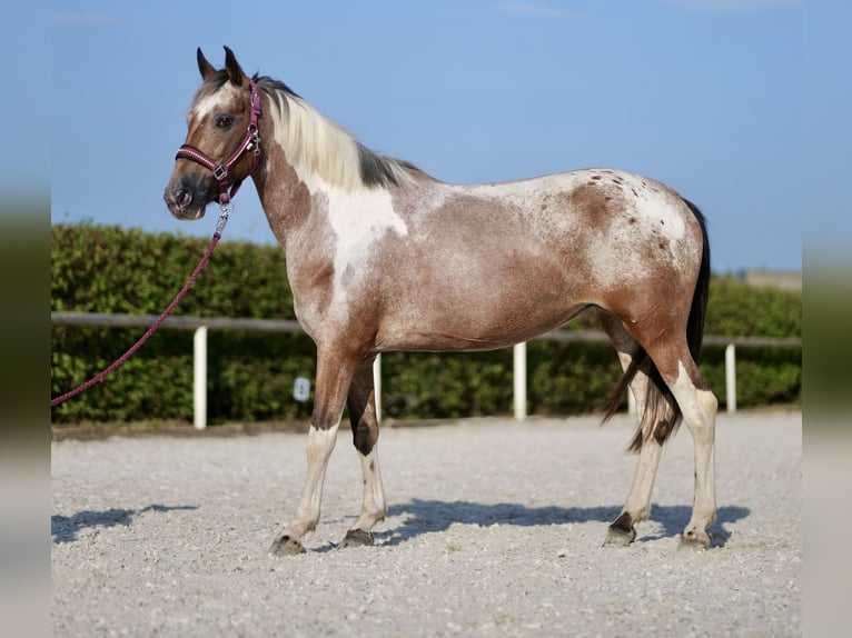 Andalusiër Merrie 13 Jaar 148 cm Red Dun in Neustadt (Wied)