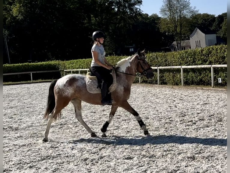 Andalusiër Merrie 13 Jaar 148 cm Red Dun in Neustadt (Wied)