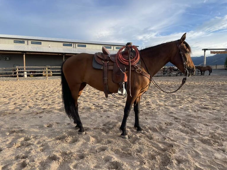 Andalusiër Merrie 13 Jaar 152 cm Roodbruin in Logan, UT