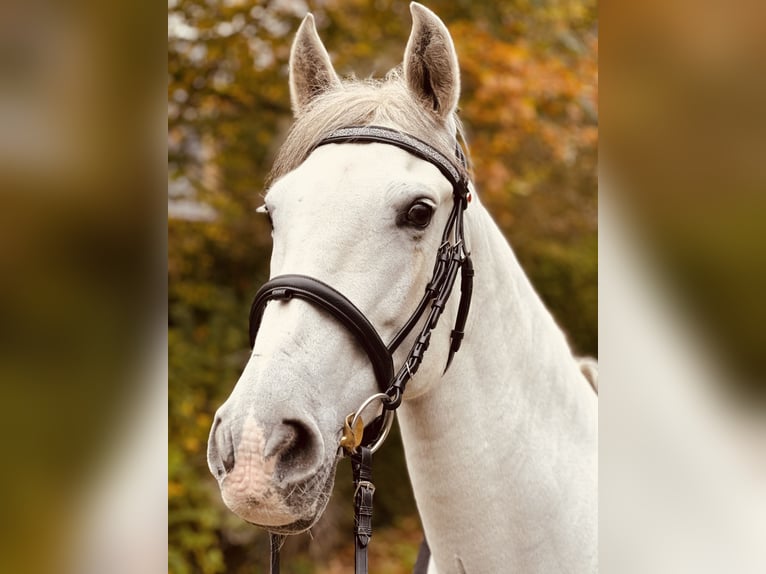 Andalusiër Mix Merrie 13 Jaar 153 cm Schimmel in Tarbek