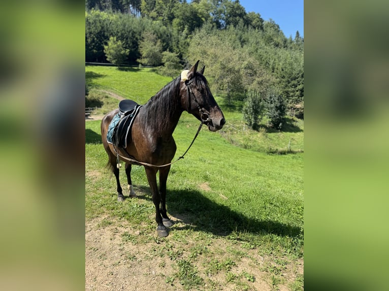 Andalusiër Merrie 13 Jaar 153 cm Zwartbruin in Offenburg