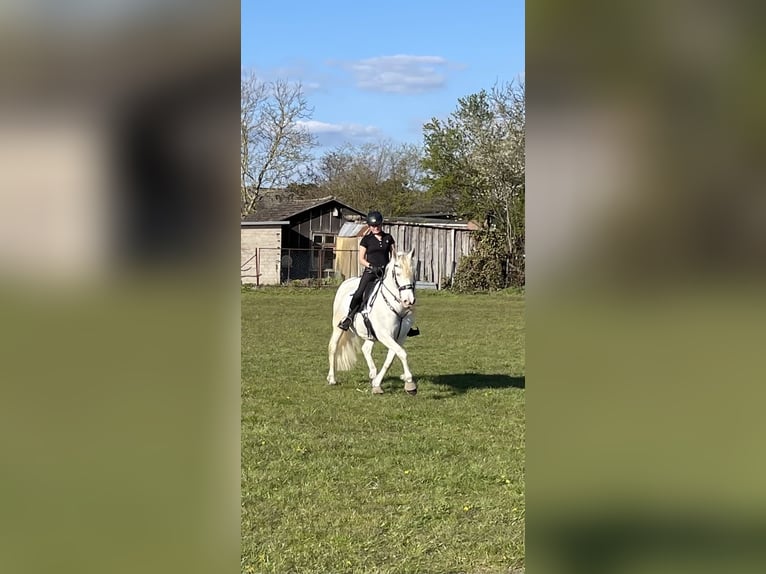 Andalusiër Merrie 13 Jaar 155 cm Cremello in Nienhagen