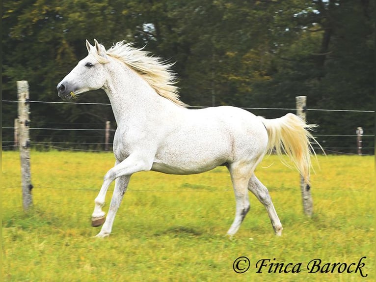 Andalusiër Merrie 13 Jaar 162 cm Schimmel in Wiebelsheim