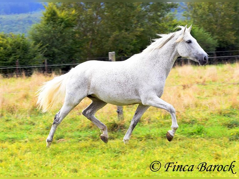 Andalusiër Merrie 13 Jaar 162 cm Schimmel in Wiebelsheim