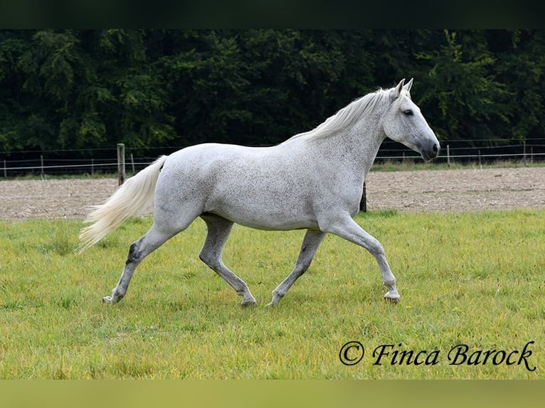 Andalusiër Merrie 13 Jaar 162 cm Schimmel in Wiebelsheim