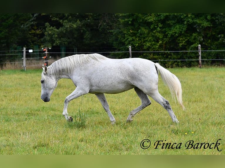 Andalusiër Merrie 13 Jaar 162 cm Schimmel in Wiebelsheim