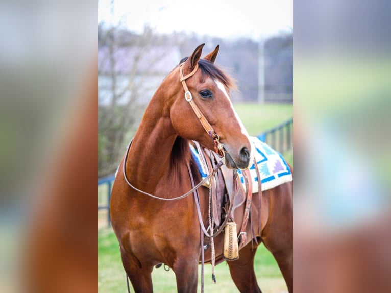 Andalusiër Merrie 14 Jaar 157 cm Roodbruin in Hardinsburg IN