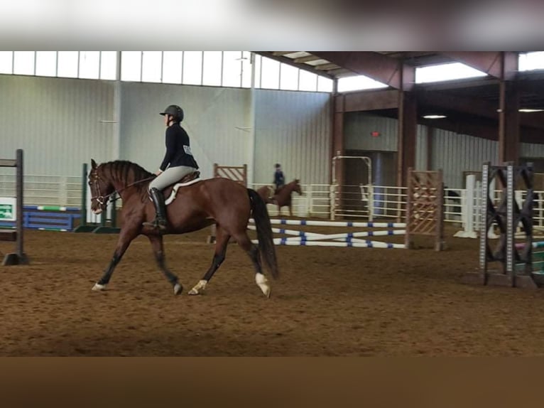 Andalusiër Merrie 14 Jaar 157 cm Roodbruin in Hardinsburg IN