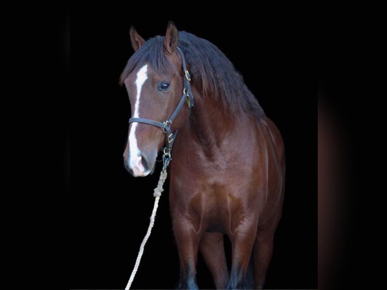 Andalusiër Merrie 14 Jaar 157 cm Roodbruin in Hardinsburg IN