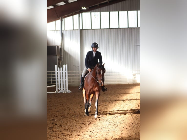 Andalusiër Merrie 14 Jaar 157 cm Roodbruin in Hardinsburg IN