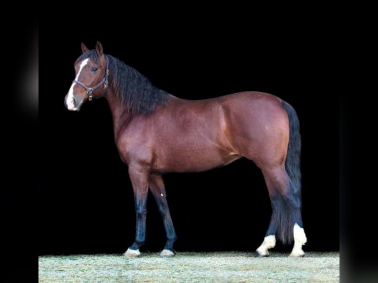 Andalusiër Merrie 14 Jaar 157 cm Roodbruin in Hardinsburg IN