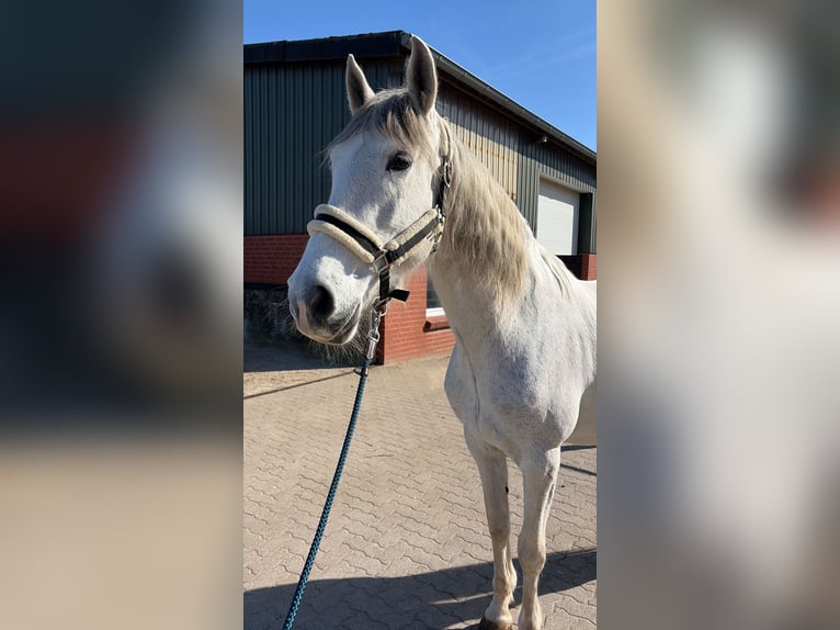 Andalusiër Merrie 14 Jaar 160 cm Vliegenschimmel in Elmenhorst