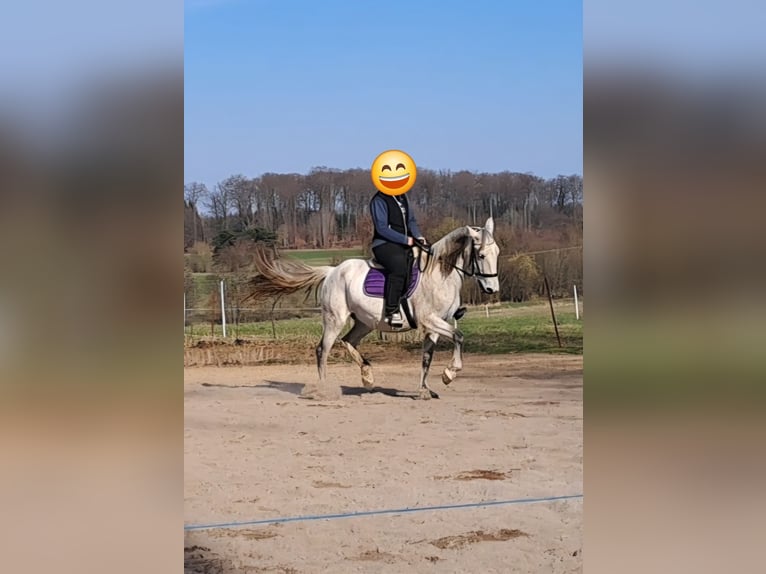 Andalusiër Merrie 14 Jaar 163 cm  in Bad Endbach