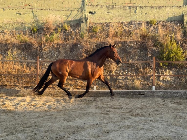 Andalusiër Merrie 14 Jaar 164 cm Bruin in Terrassa