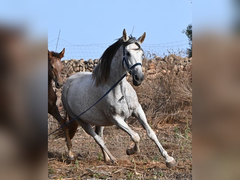 Andalusiër Merrie 14 Jaar 164 cm Schimmel in Menorca
