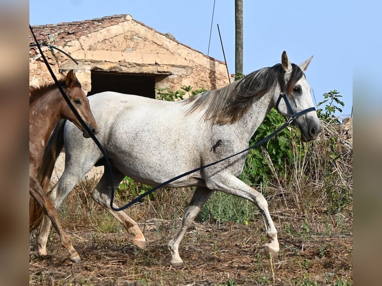 Andalusiër Merrie 14 Jaar 164 cm Schimmel in Menorca