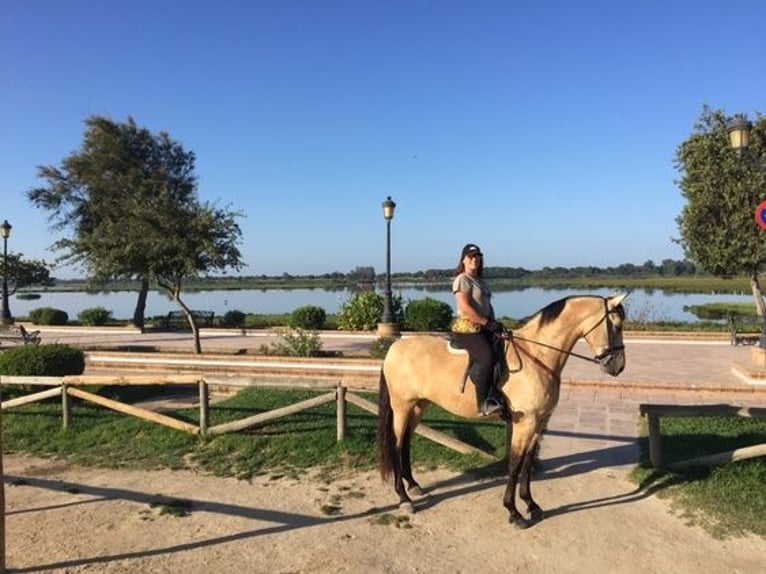 Andalusiër Merrie 14 Jaar 175 cm Buckskin in Sevilla