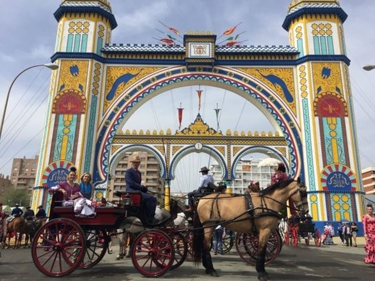 Andalusiër Merrie 14 Jaar 175 cm Buckskin in Sevilla