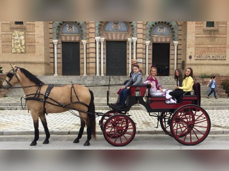 Andalusiër Merrie 14 Jaar 175 cm Buckskin in Sevilla