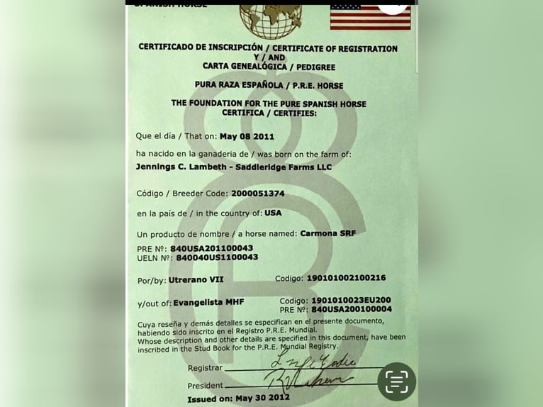 Andalusiër Merrie 15 Jaar 155 cm Roodbruin in Newport