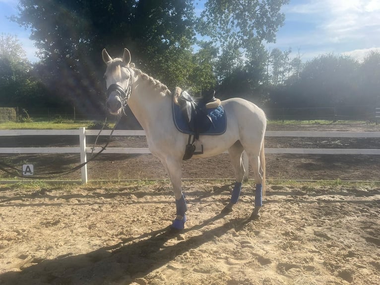 Andalusiër Mix Merrie 15 Jaar 157 cm Schimmel in Heusden-Zolder