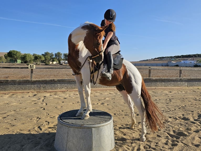 Andalusiër Merrie 16 Jaar 156 cm Gevlekt-paard in Barbate (San Ambrosio)