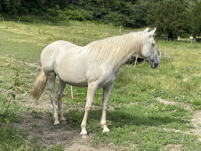 Andalusiër Merrie 16 Jaar 165 cm Schimmel in Heinzenberg