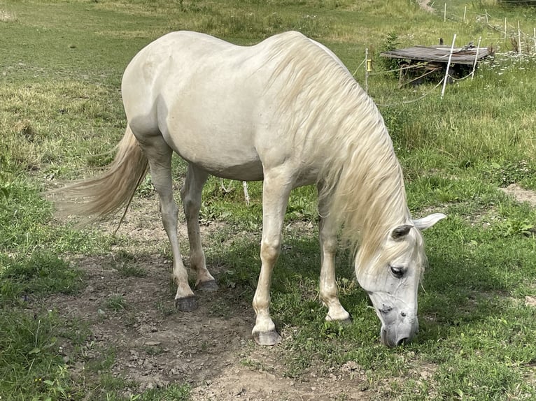 Andalusiër Merrie 16 Jaar 165 cm Schimmel in Heinzenberg