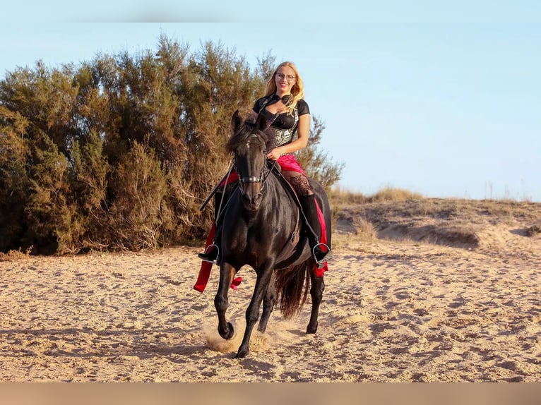 Andalusiër Merrie 18 Jaar 157 cm Zwartbruin in Barbate (San Ambrosio)