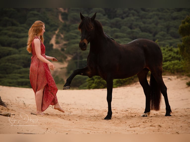 Andalusiër Merrie 18 Jaar 157 cm Zwartbruin in Barbate (San Ambrosio)