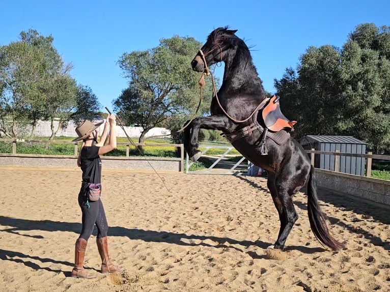 Andalusiër Merrie 18 Jaar 157 cm Zwartbruin in Barbate (San Ambrosio)