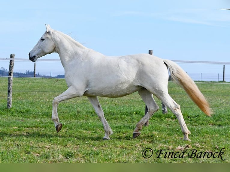 Andalusiër Merrie 19 Jaar 160 cm Schimmel in Wiebelsheim