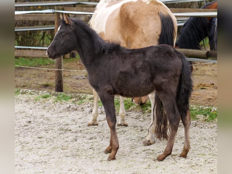 Andalusiër Merrie 1 Jaar 115 cm Falbe in Neustadt (Wied)