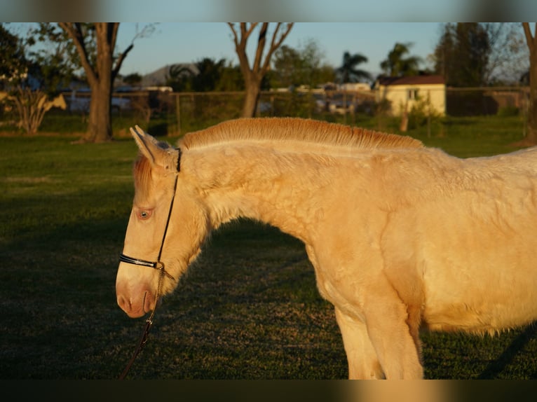 Andalusiër Merrie 1 Jaar 142 cm Pearl in Corona, CA